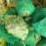 推荐河北邯郸精品球生菜量大价优