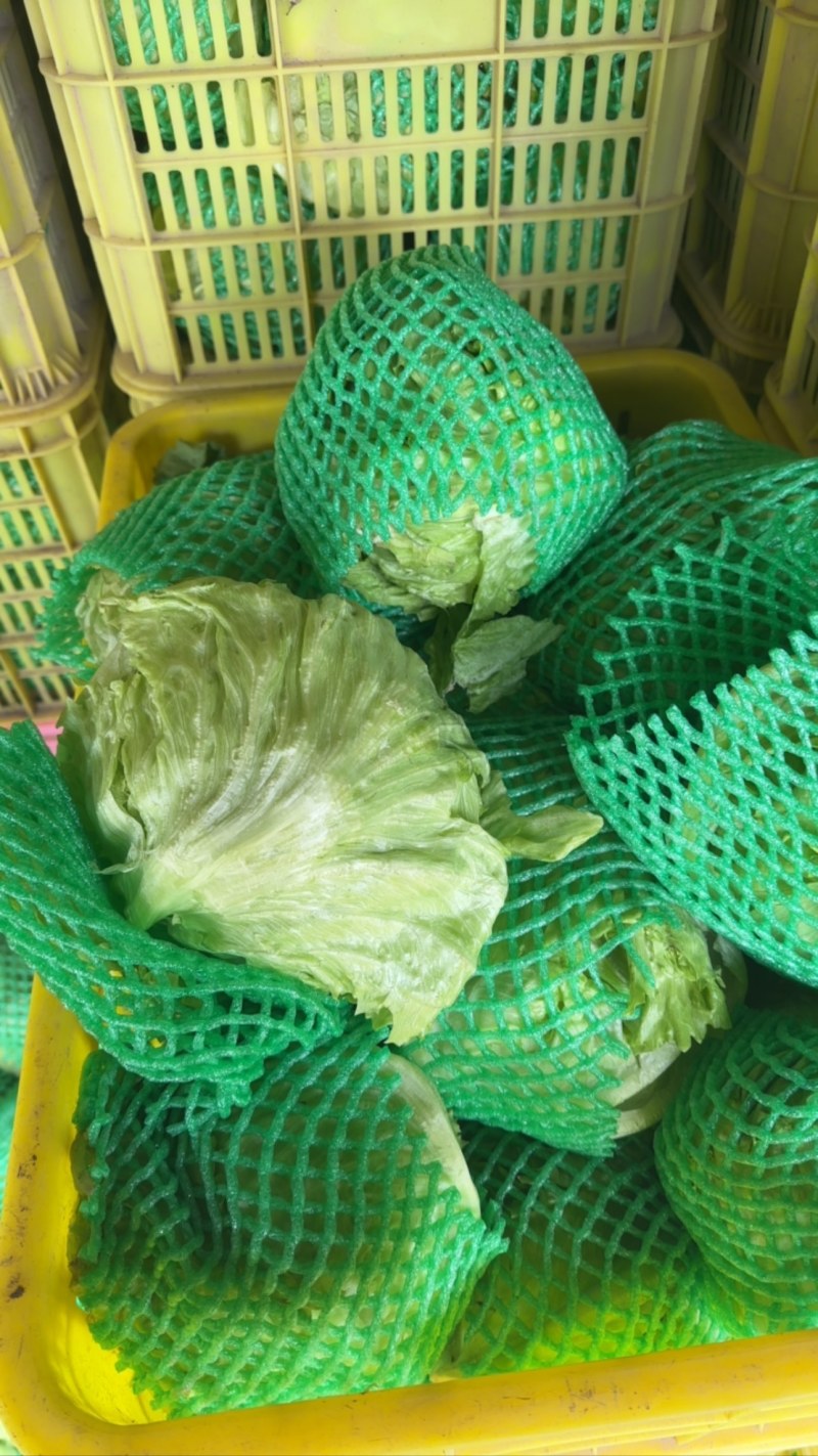 推荐河北邯郸精品球生菜量大价优