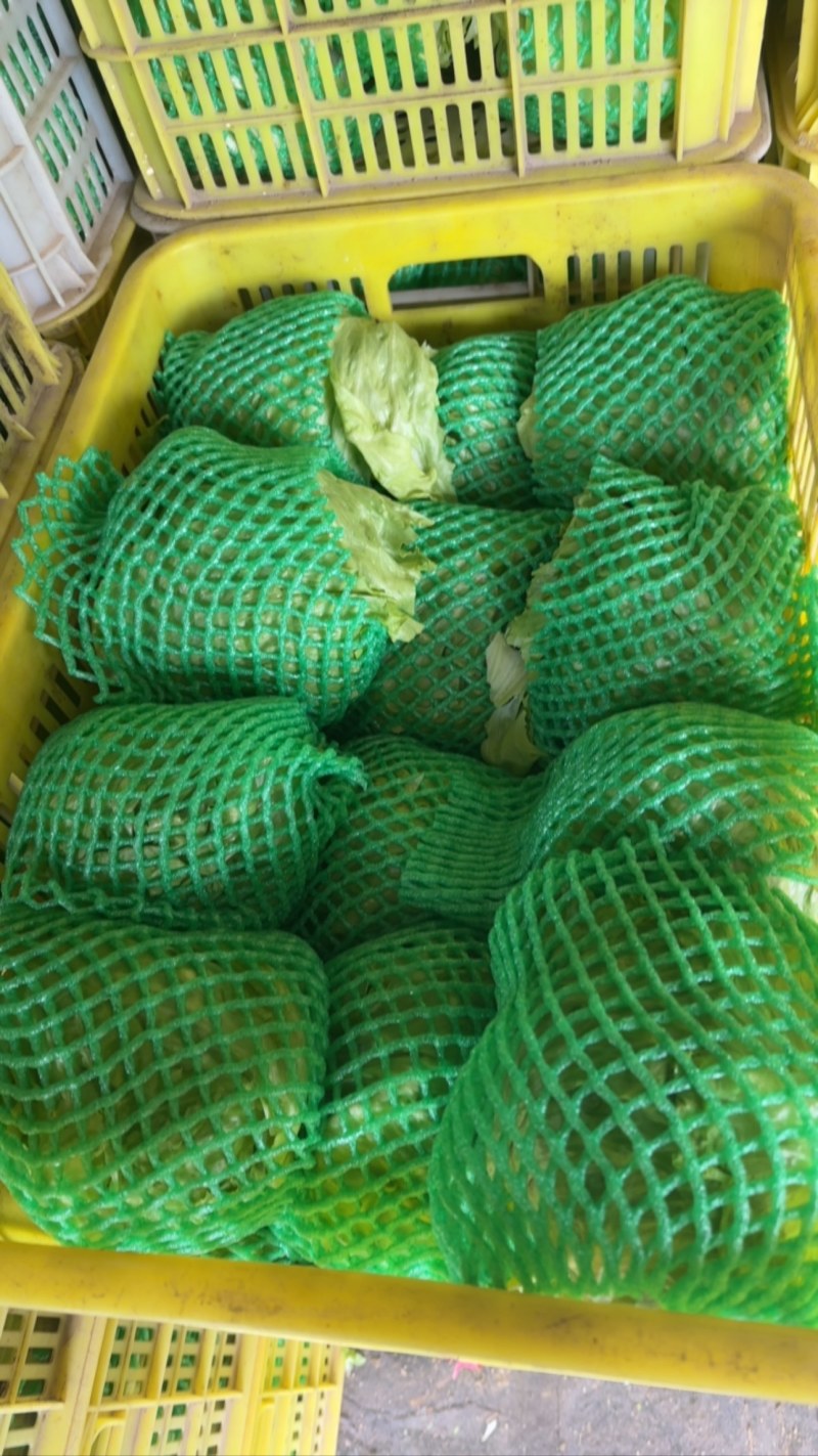 推荐河北邯郸精品球生菜量大价优