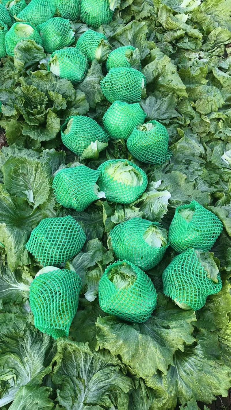 推荐河北邯郸精品球生菜量大价优