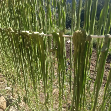 云南精品贡菜，贡菜干，现货直发新鲜供应欢迎来电