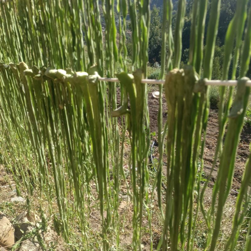云南精品贡菜，贡菜干，现货直发新鲜供应欢迎来电