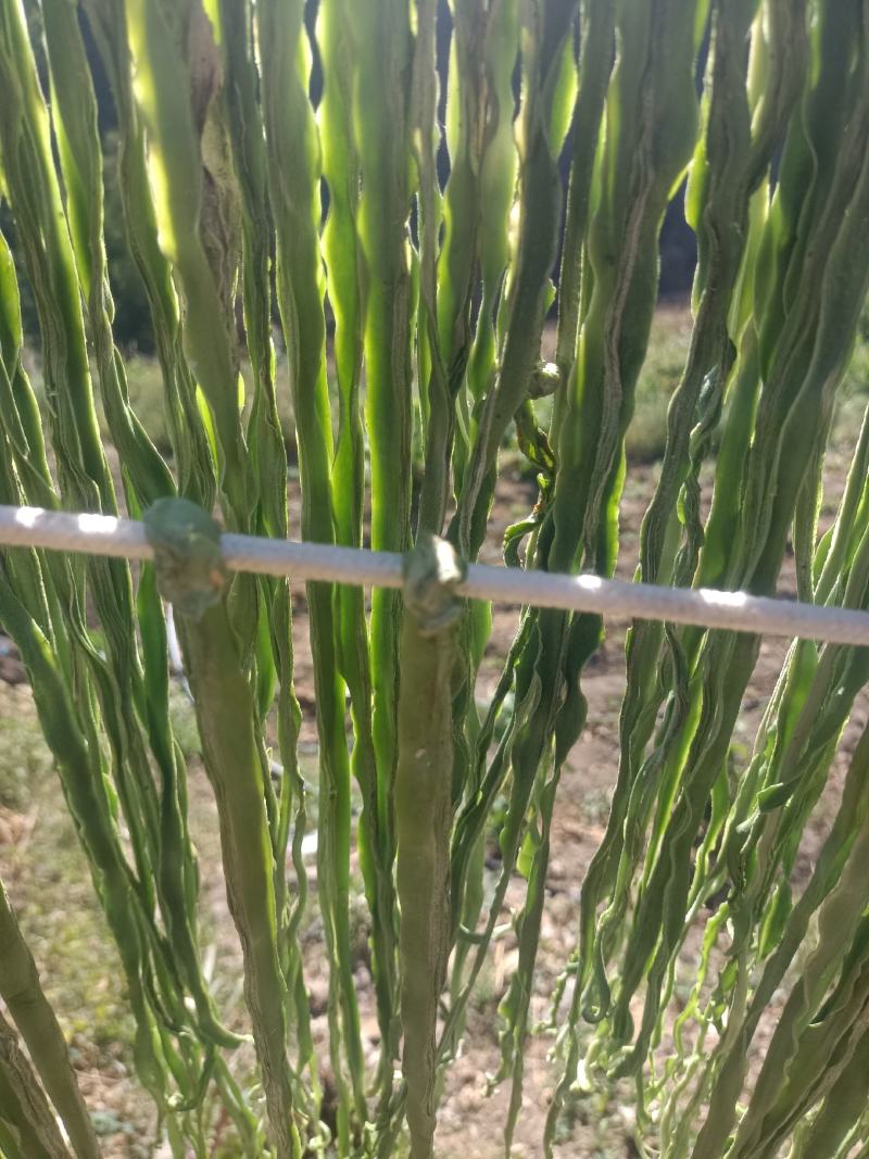 云南精品贡菜，贡菜干，现货直发新鲜供应欢迎来电
