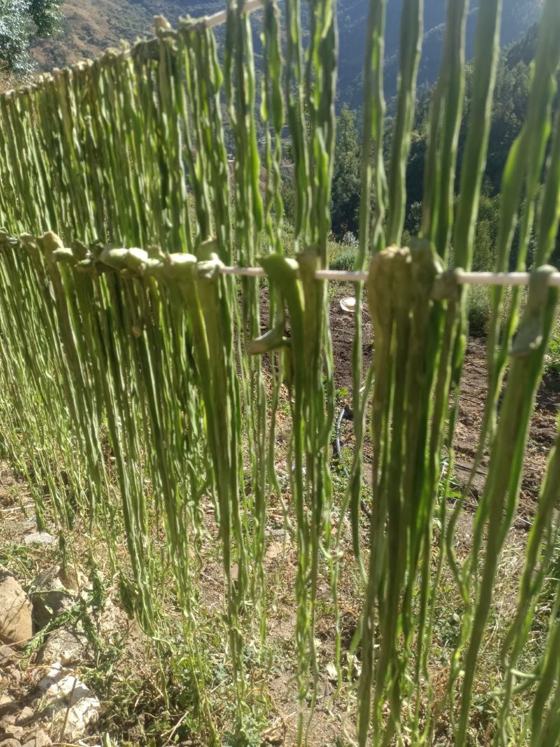 云南精品贡菜，贡菜干，现货直发新鲜供应欢迎来电