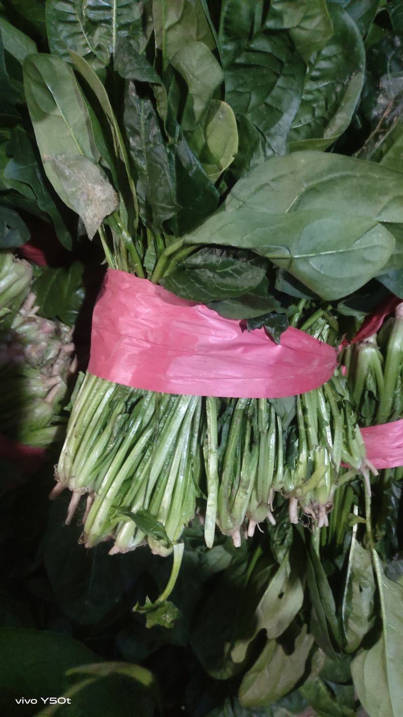 波菜