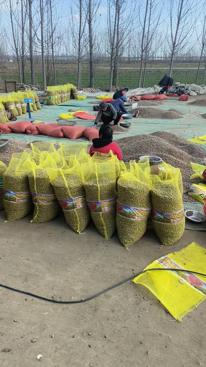 青州白玉山药豆原产地直销，规格齐全，大量批发零售