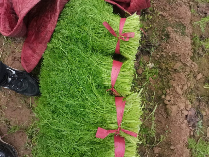 河北茴香大量供应，割拔都行，带根不带根都行，需要联系我