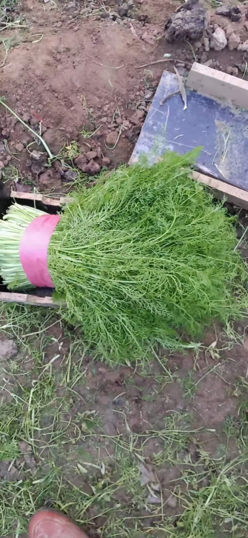 河北茴香大量供应，割拔都行，带根不带根都行，需要联系我