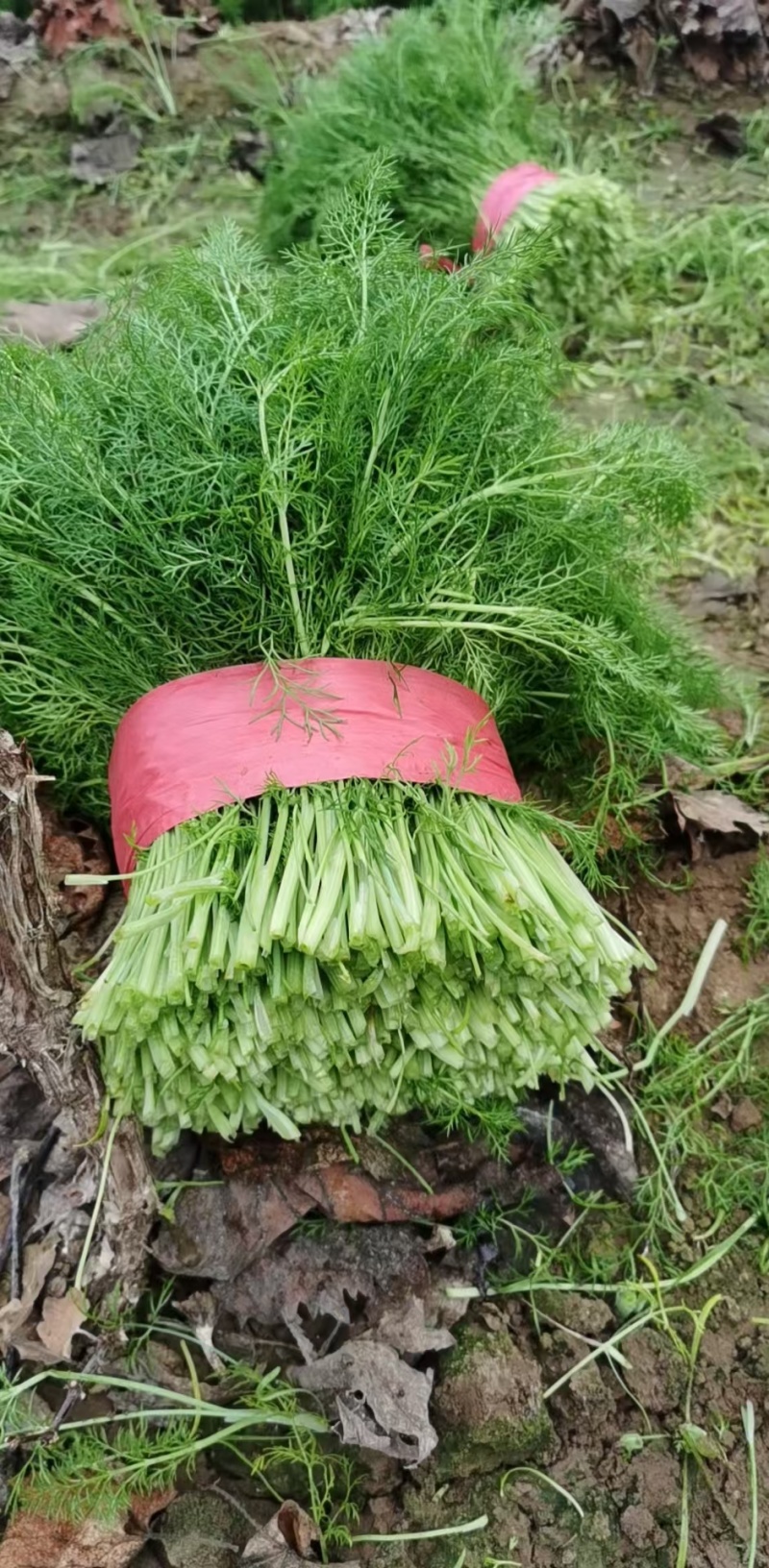 河北茴香大量供应，割拔都行，带根不带根都行，需要联系我