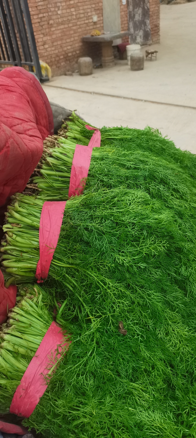 河北茴香大量供应，割拔都行，带根不带根都行，需要联系我
