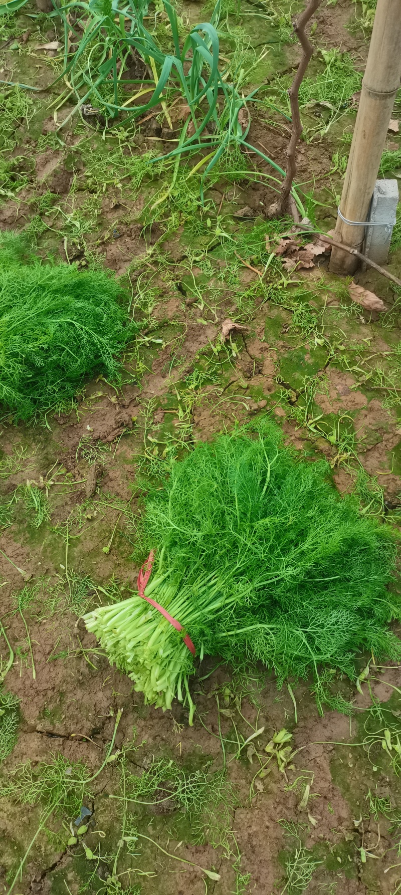 河北茴香大量供应，割拔都行，带根不带根都行，需要联系我