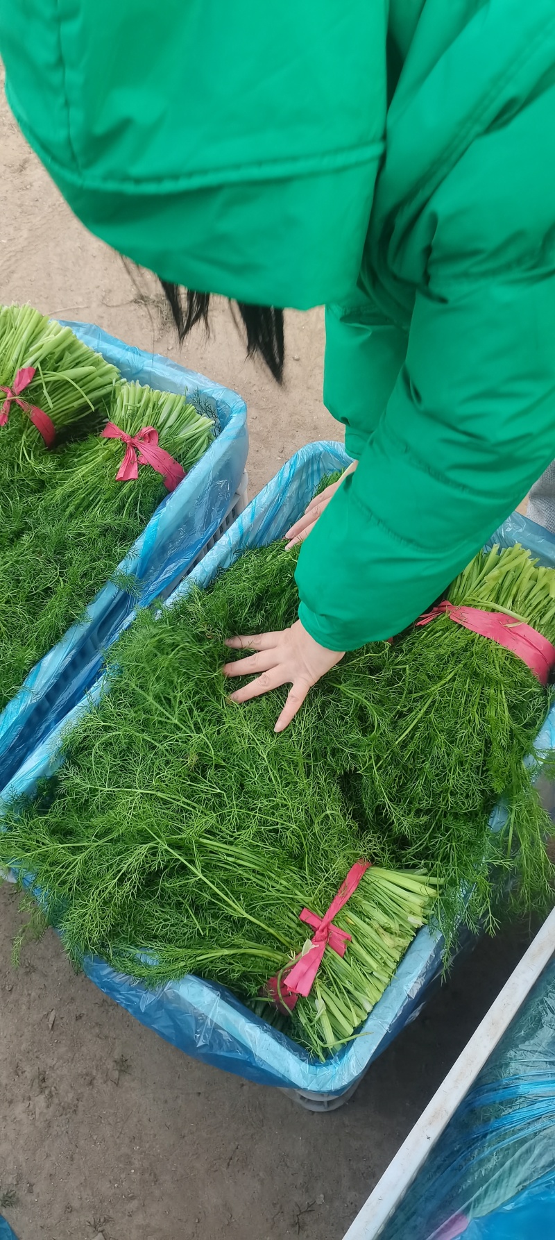 河北茴香大量供应，割拔都行，带根不带根都行，需要联系我