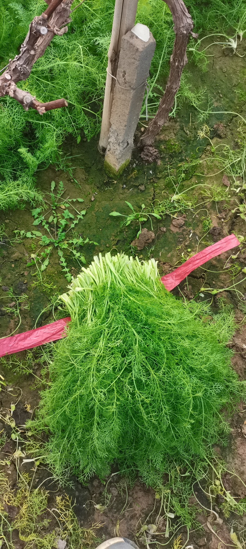 河北茴香大量供应，割拔都行，带根不带根都行，需要联系我