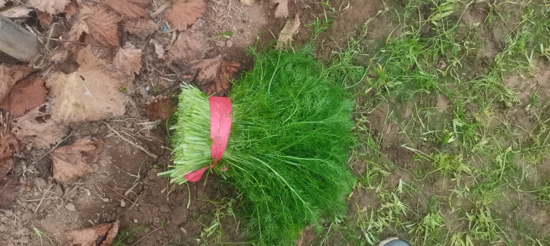 河北茴香大量供应，割拔都行，带根不带根都行，需要联系我