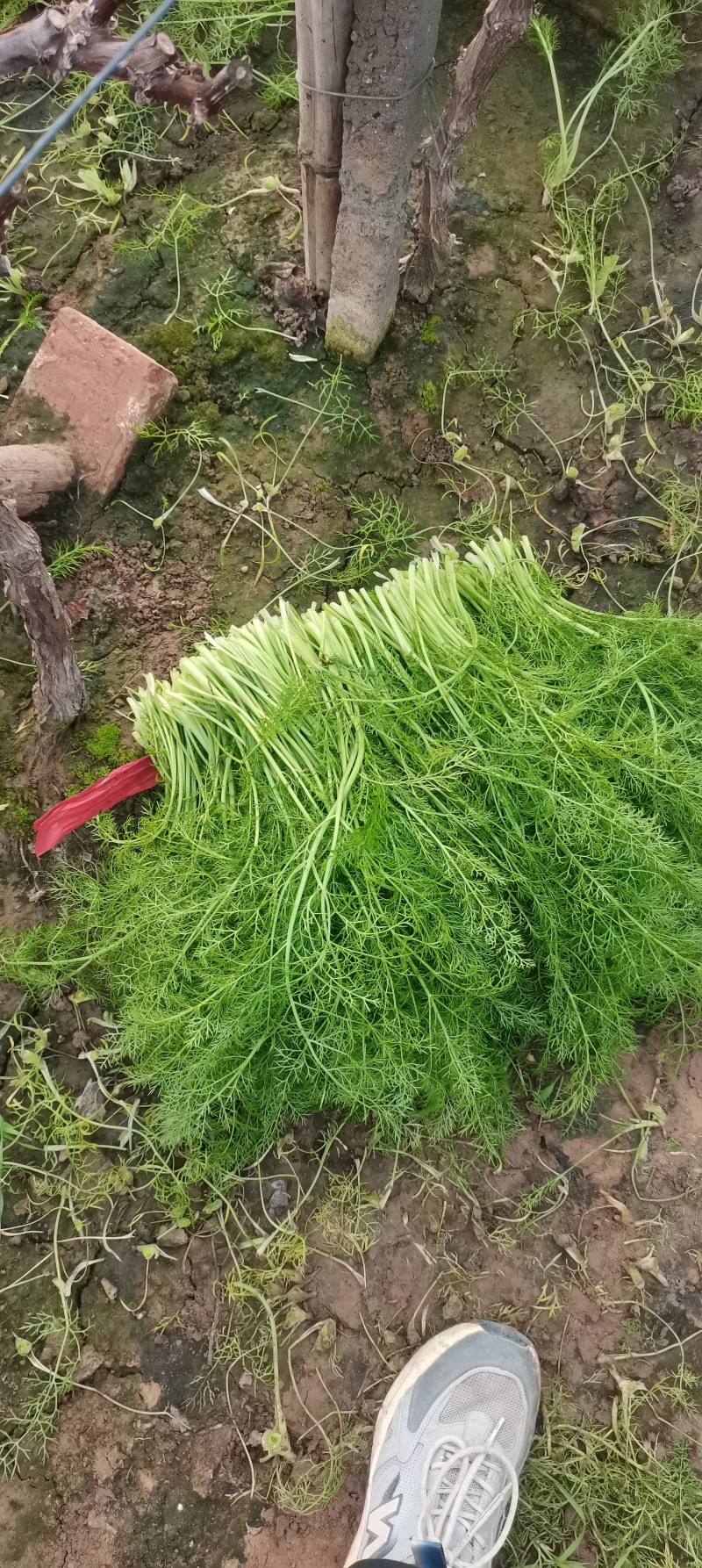 河北茴香大量供应，割拔都行，带根不带根都行，需要联系我