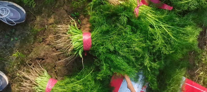 河北茴香大量供应，割拔都行，带根不带根都行，需要联系我