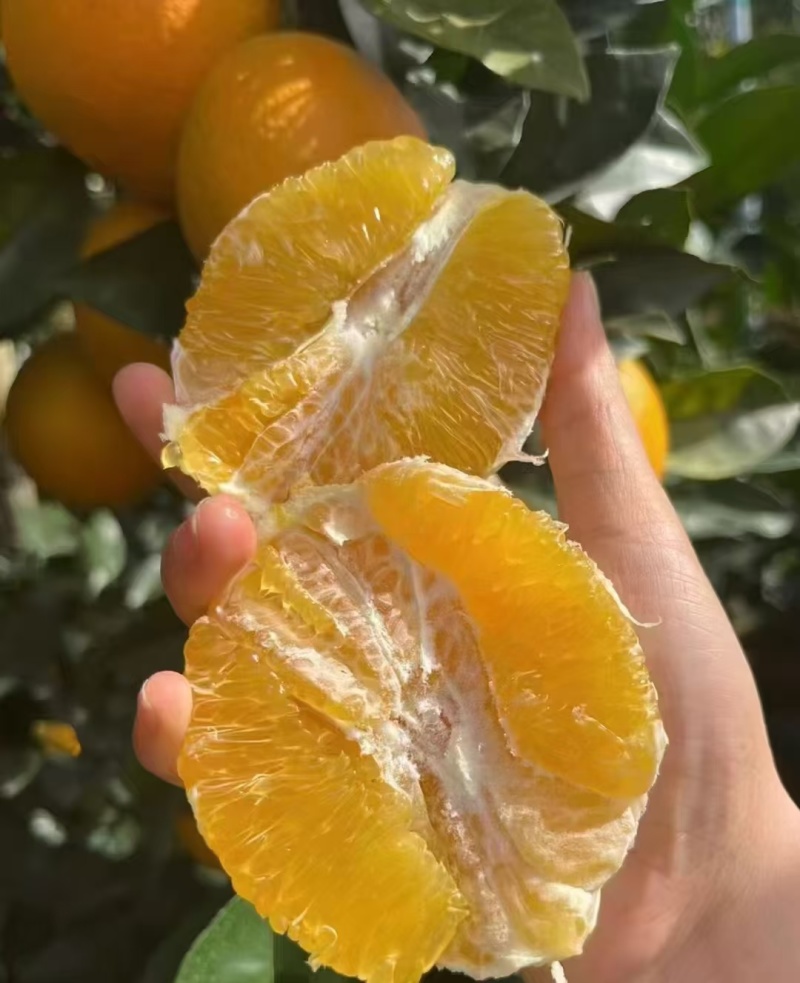 湖北橙子纽荷尔九月红长虹齐上市果园看货现采现发