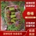 香椿芽，精品香椿芽，货源充足量大从优，欢迎老板电话联系
