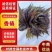 香椿芽，精品香椿芽，货源充足量大从优，欢迎老板电话联系