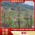 香椿种植基地直发，预计11月下旬开始采收，接受预订