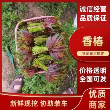 香椿芽，精品香椿芽，货源充足量大从优，欢迎老板电话联系