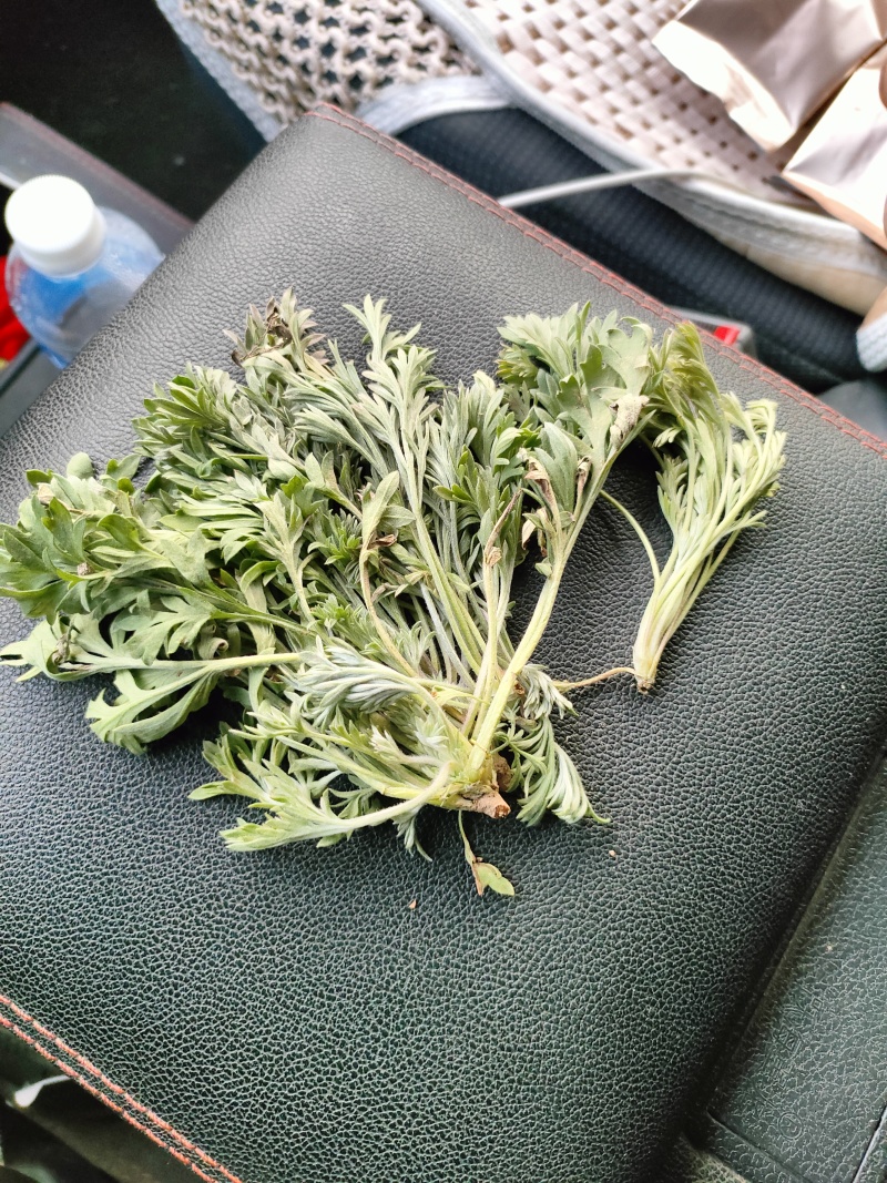 推荐鲜茵陈山野菜营养价值高现采现发品质保障欢迎联系