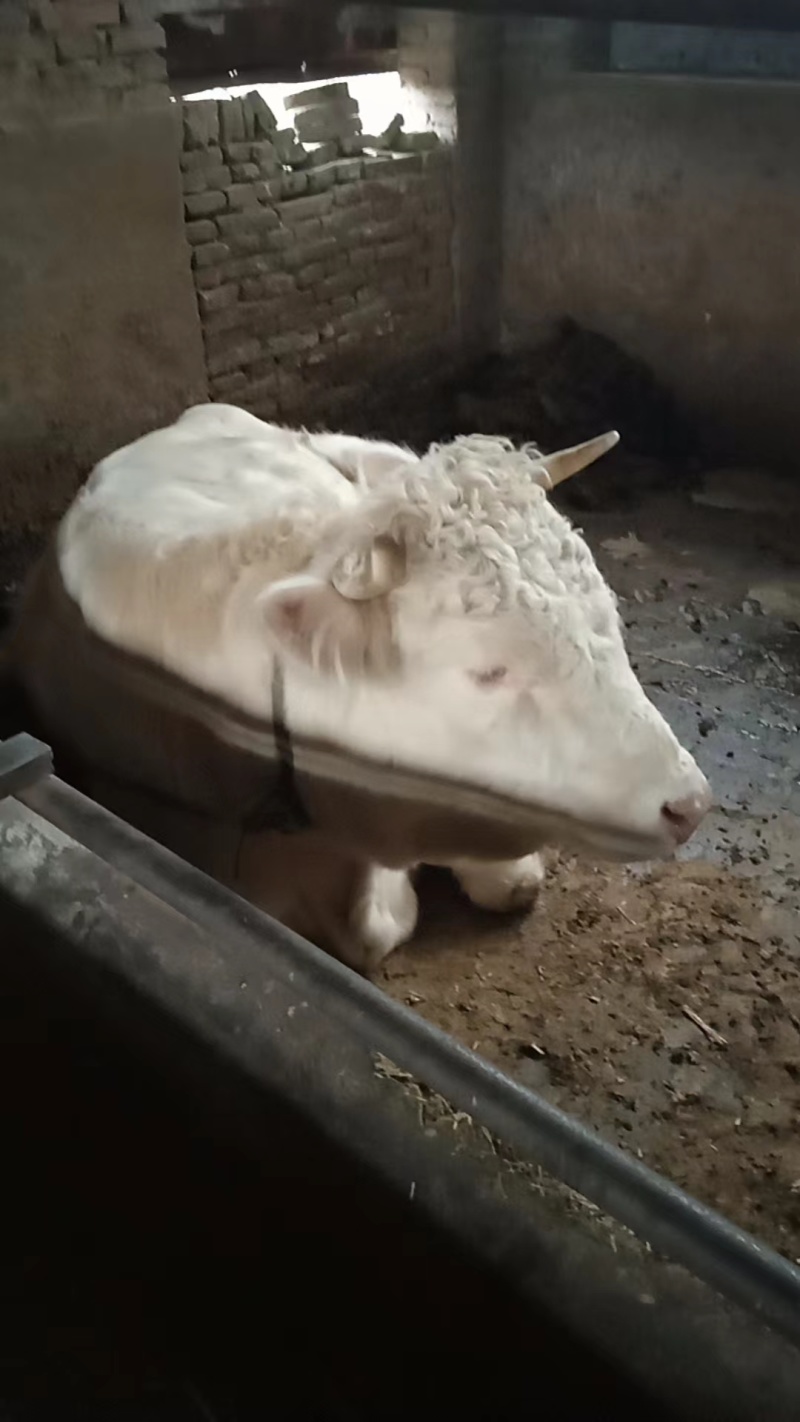 30头已养成肉牛出售活牛整头出售欢迎实地考察可视频看货