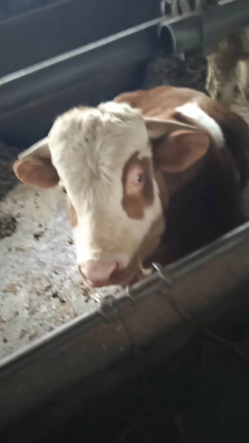 30头已养成肉牛出售活牛整头出售欢迎实地考察可视频看货
