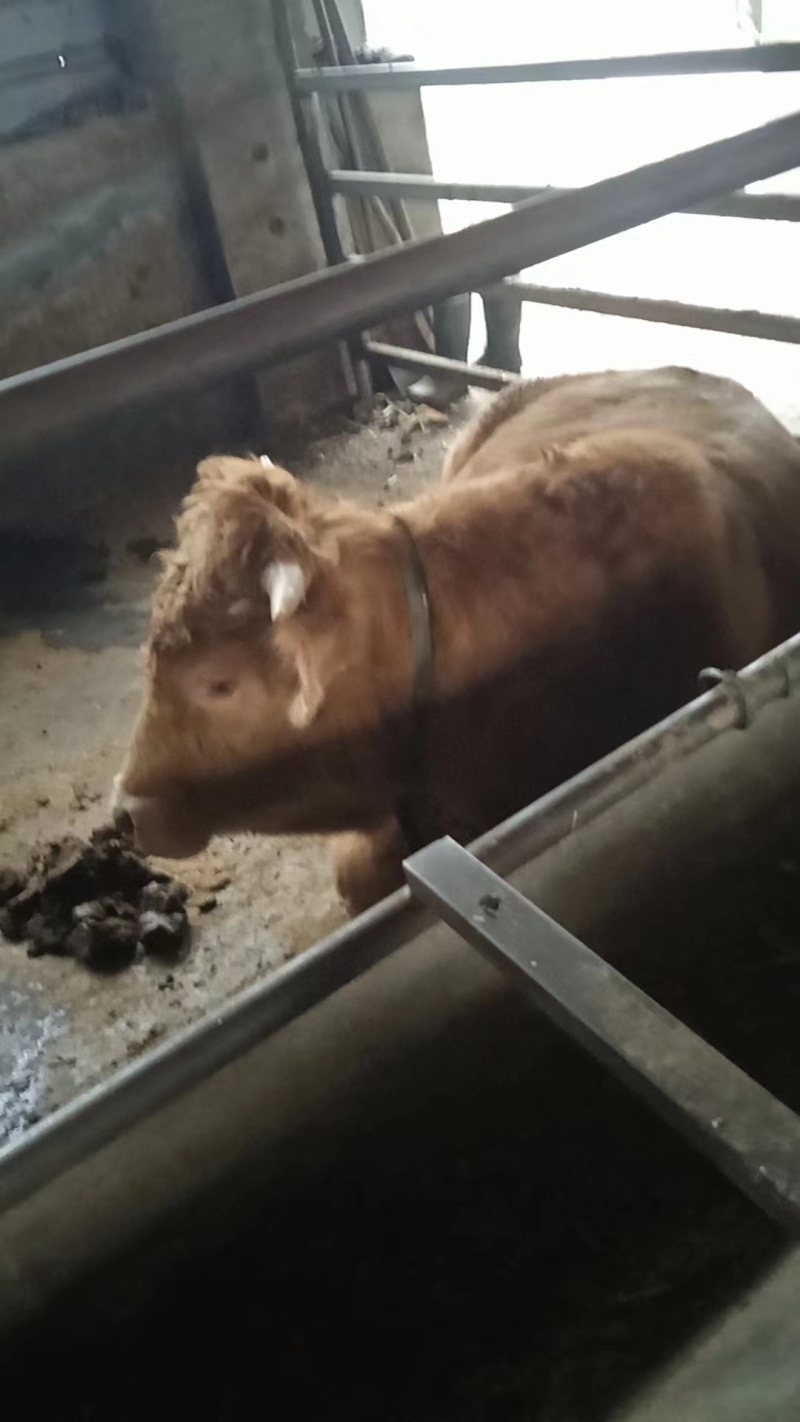 30头已养成肉牛出售活牛整头出售欢迎实地考察可视频看货
