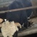 30头已养成肉牛出售活牛整头出售欢迎实地考察可视频看货