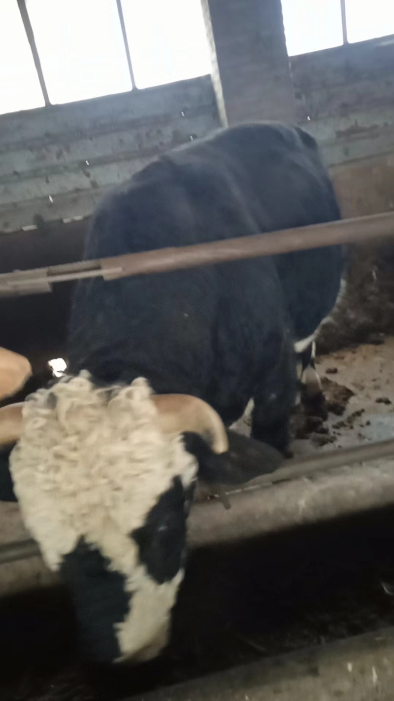 30头已养成肉牛出售活牛整头出售欢迎实地考察可视频看货
