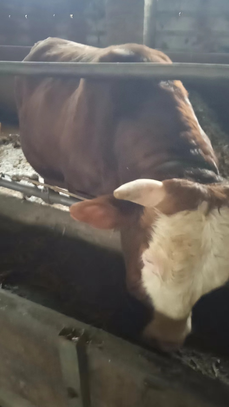 30头已养成肉牛出售活牛整头出售欢迎实地考察可视频看货