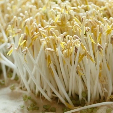 黄豆芽、绿豆芽