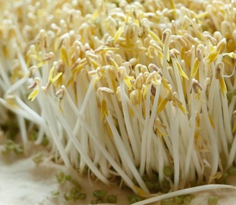 黄豆芽、绿豆芽