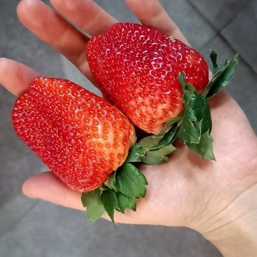 湖南常德澧县太空草莓宁玉草莓天仙醉草莓现货现摘现发