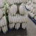 精品白萝卜产地直发一手货源批发品质保证价格美丽