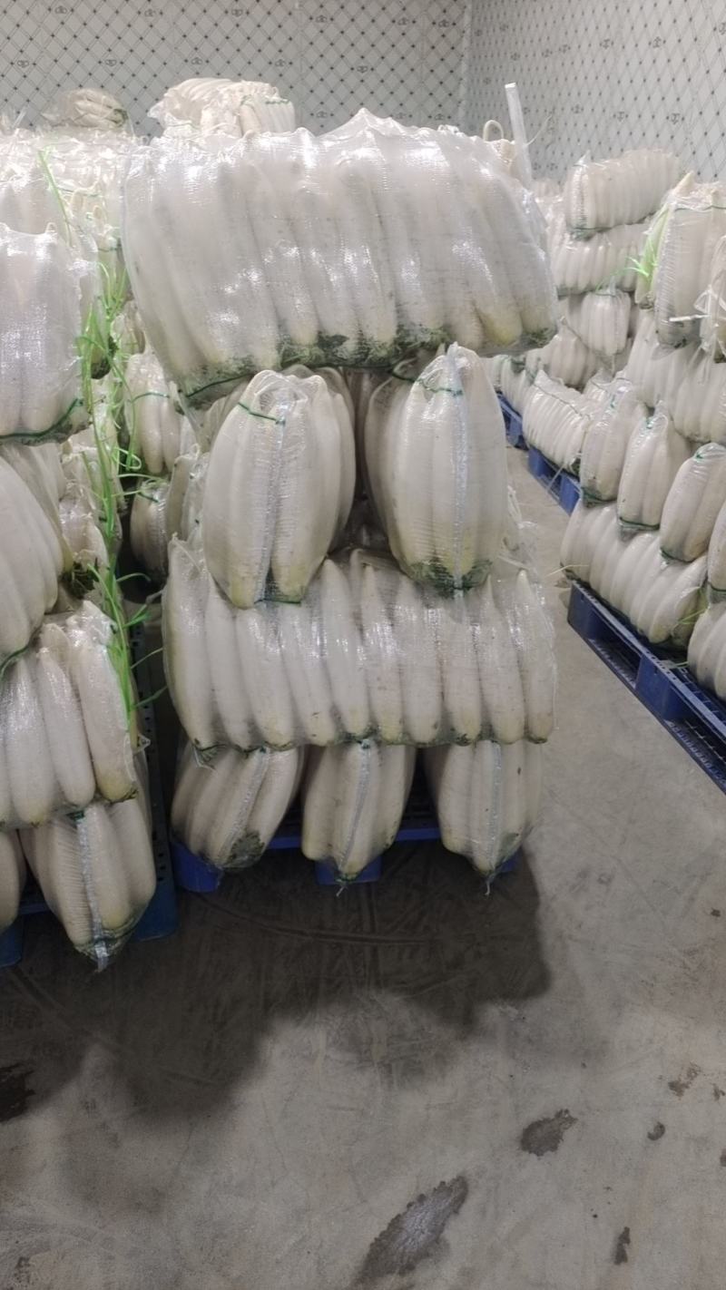 精品白萝卜产地直发一手货源批发品质保证价格美丽