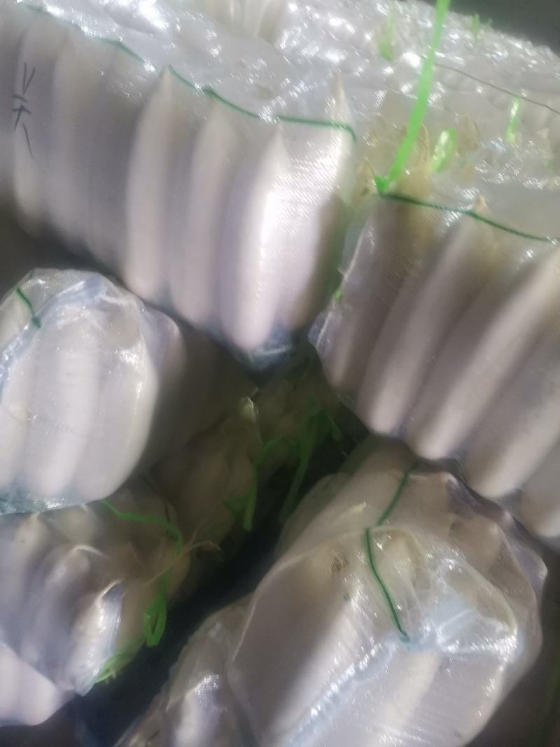 精品白萝卜产地直发一手货源批发品质保证价格美丽