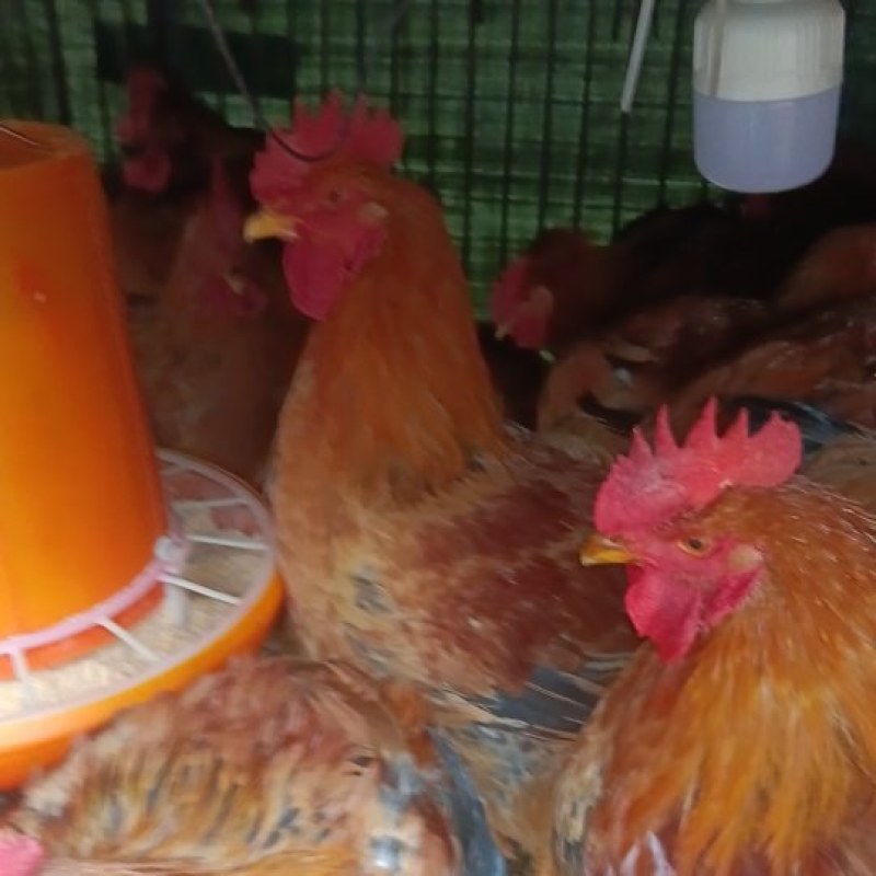 良凤花肉鸡