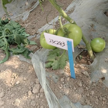 各种蔬菜育苗