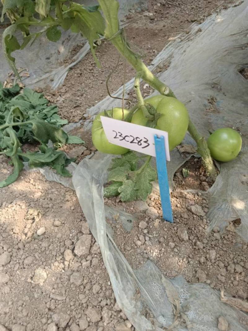 各种蔬菜育苗