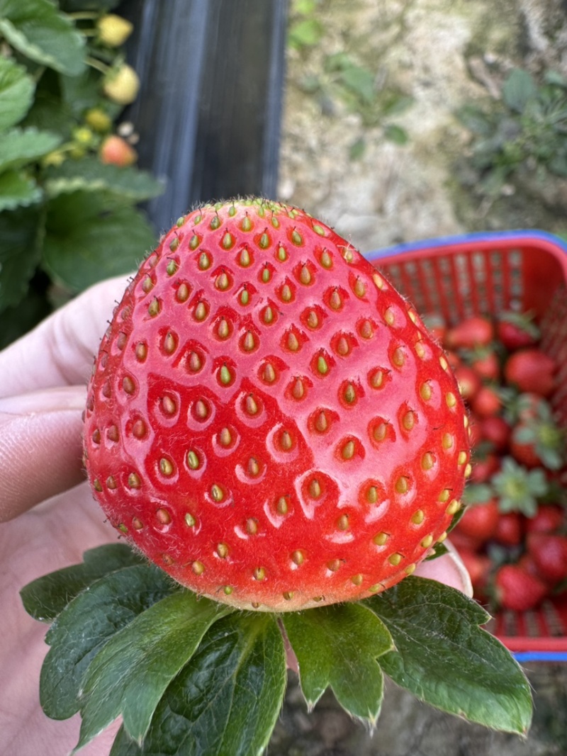 草莓