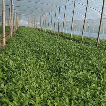精品茼蒿成了需要的老板联系量大优惠