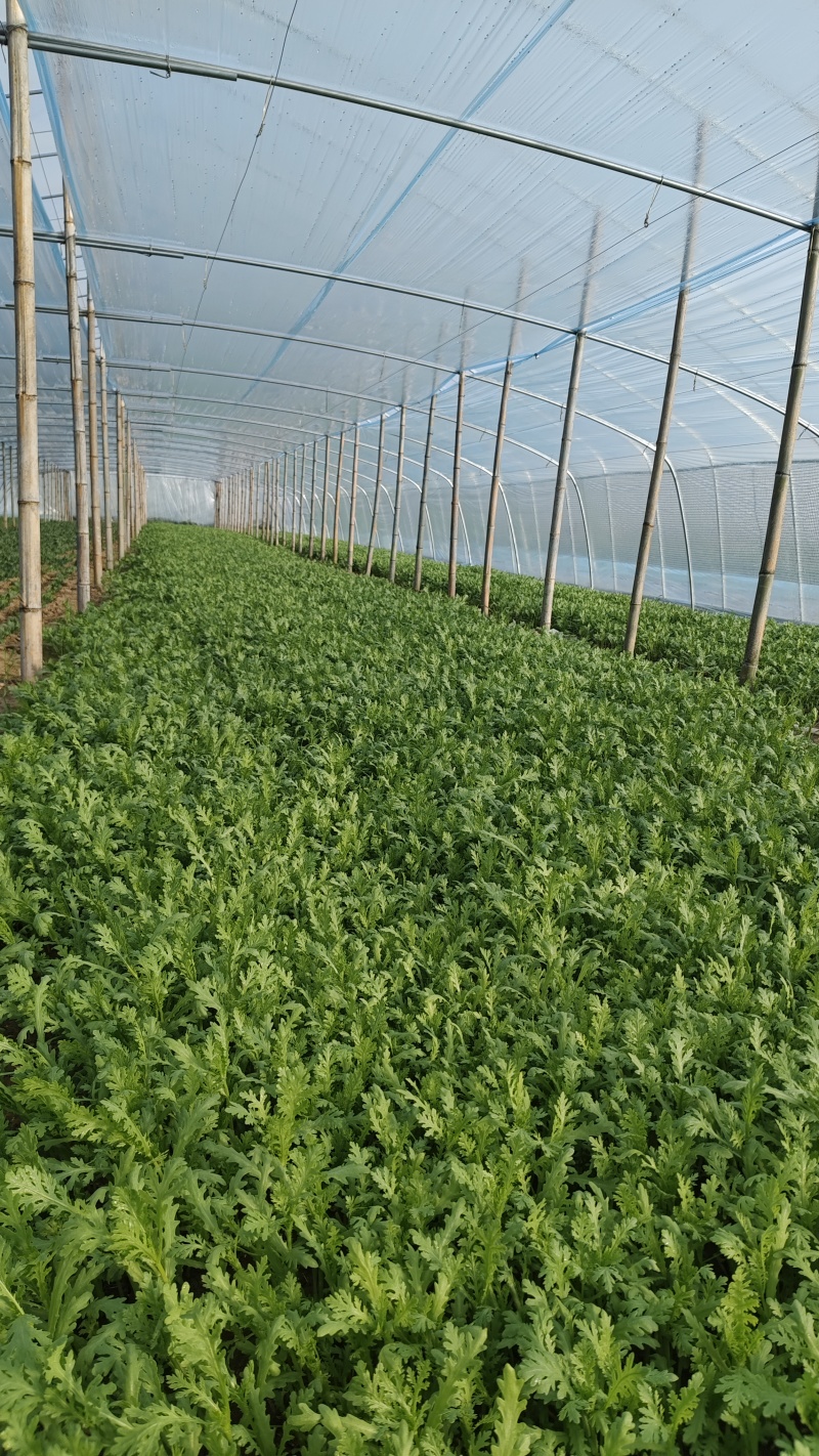 精品茼蒿成了需要的老板联系量大优惠