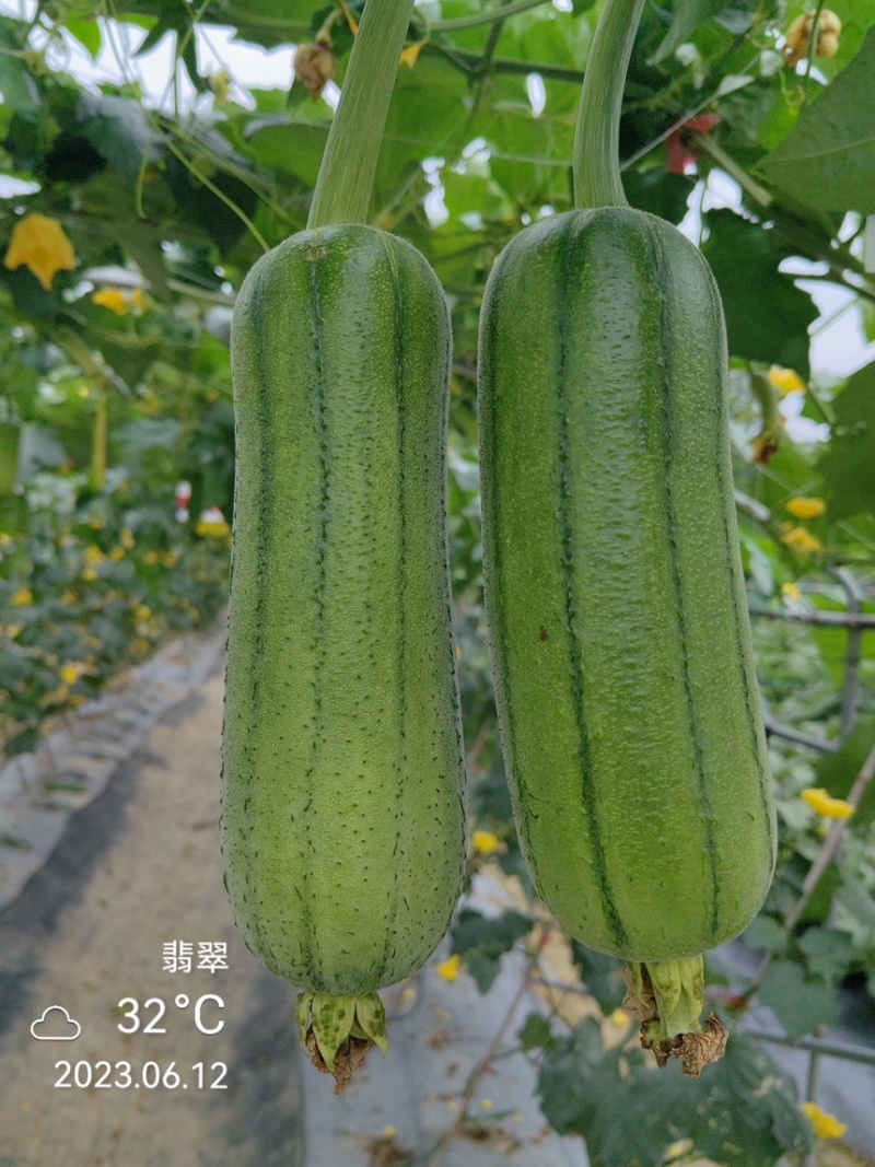 湘研翡翠中早熟瓜型匀直瓜蒂小口感佳芽率好！