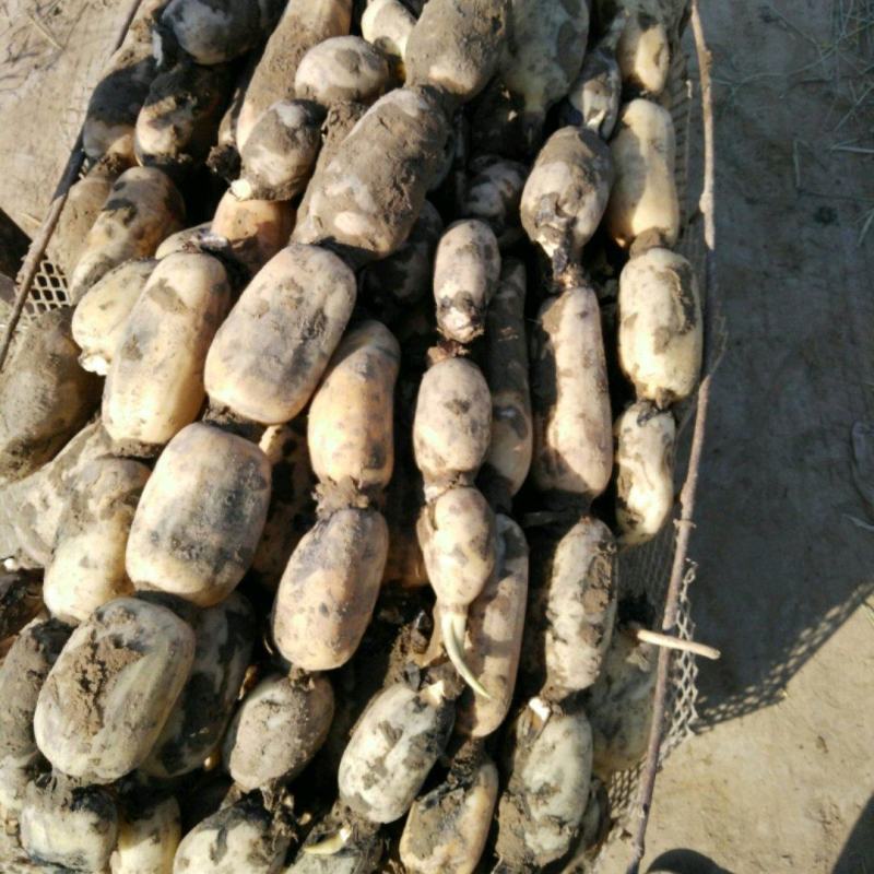 郑州市中牟县黄河滩区莲藕种植基地