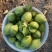 广东香水柠檬