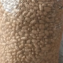 紫药豆