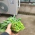 狮山油菜苔产地直发量大质优可视频看货