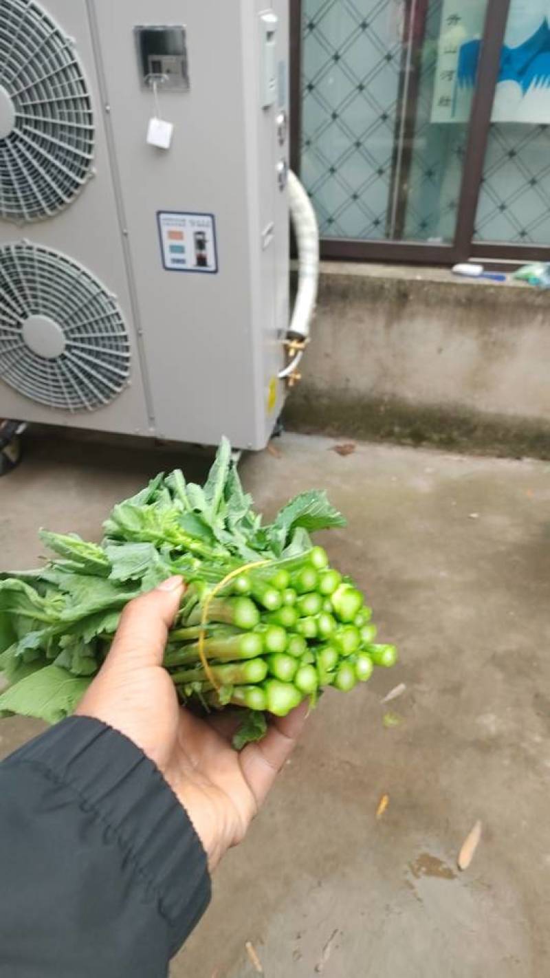狮山油菜苔产地直发量大质优可视频看货